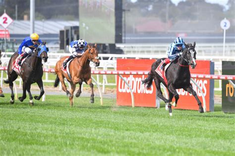 geelong cup field odds|Geelong Cup 2022 .